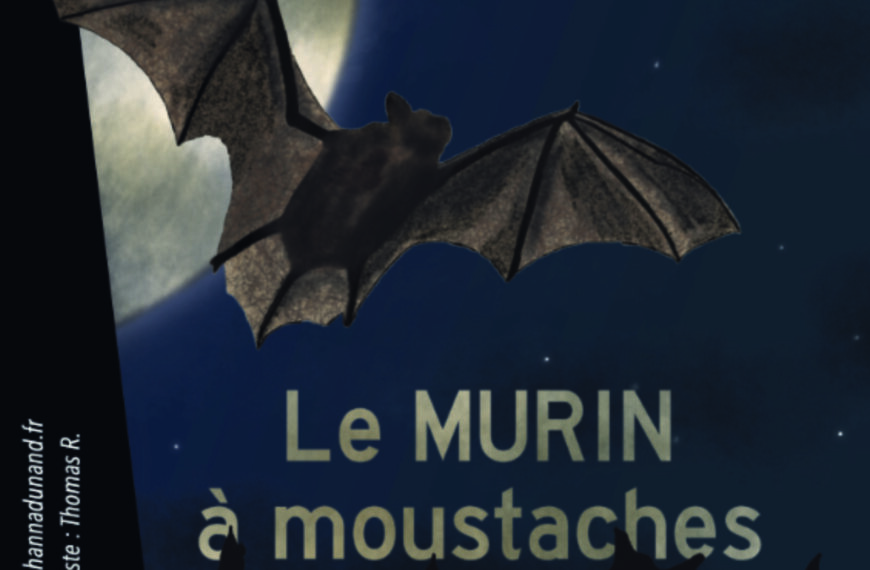 Le Murin à moustache